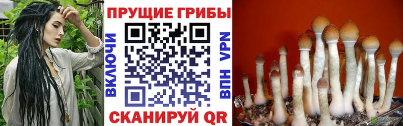 Псилоцибиновые грибы GOLDEN TEACHER  Купить  Урай 